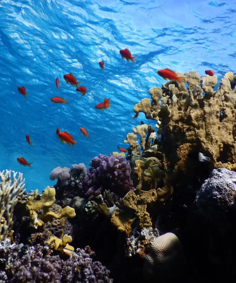 Red-Sea-Egypt